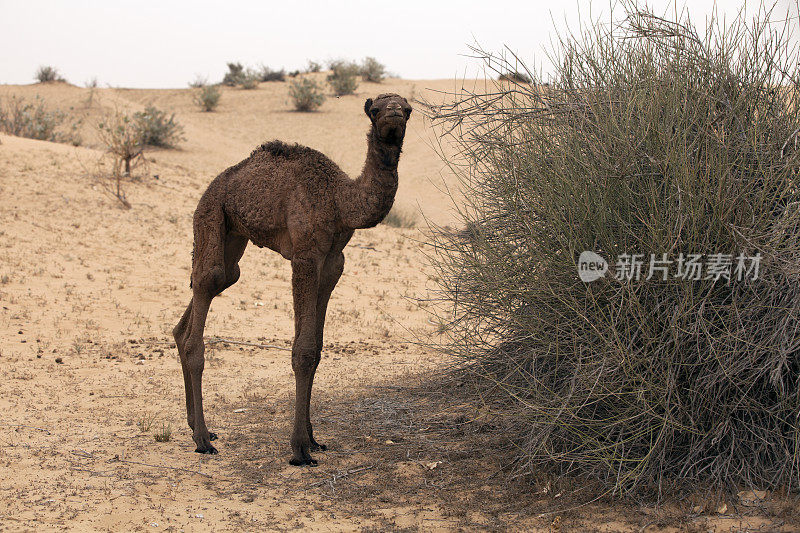 沙漠中的阿拉伯骆驼幼崽