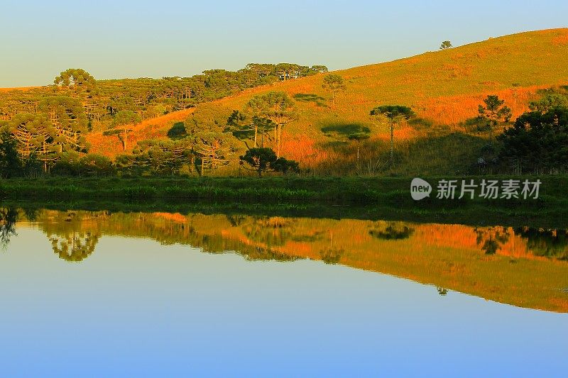 宁静的湖反射日出，南洋杉，草原乡村景观，巴西南部