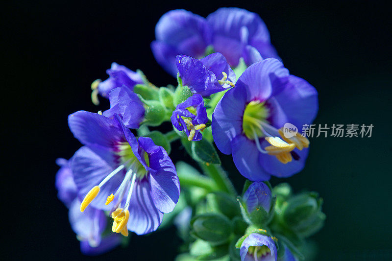 紫色植物近距离开花