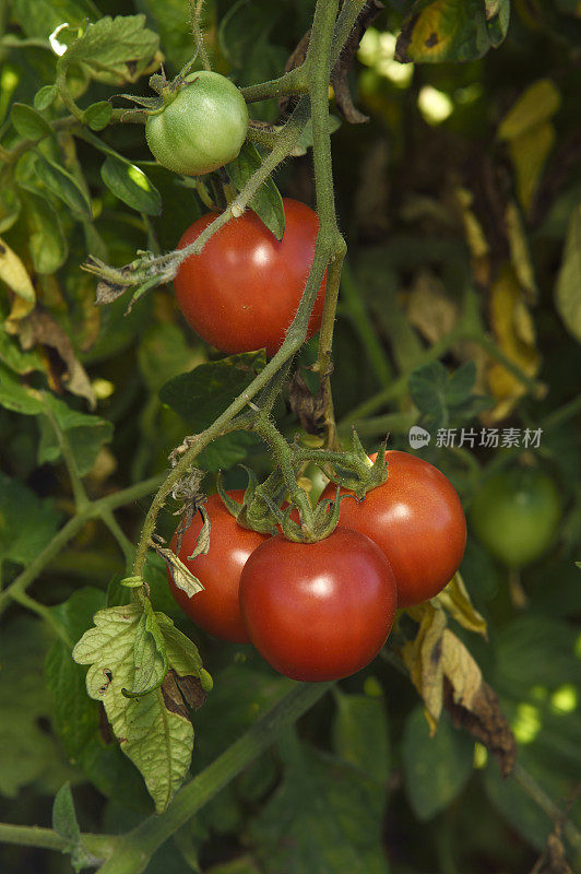 在藤上成熟的有机干燥农场番茄特写