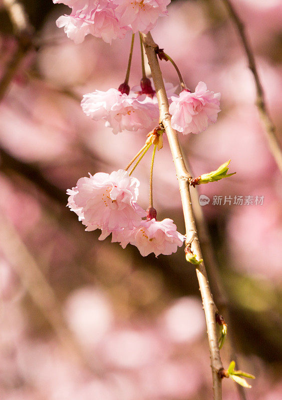 日本金泽的樱花