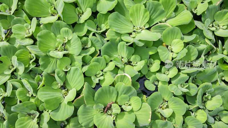 全框图案绿色多肉叶植物漂浮在池塘