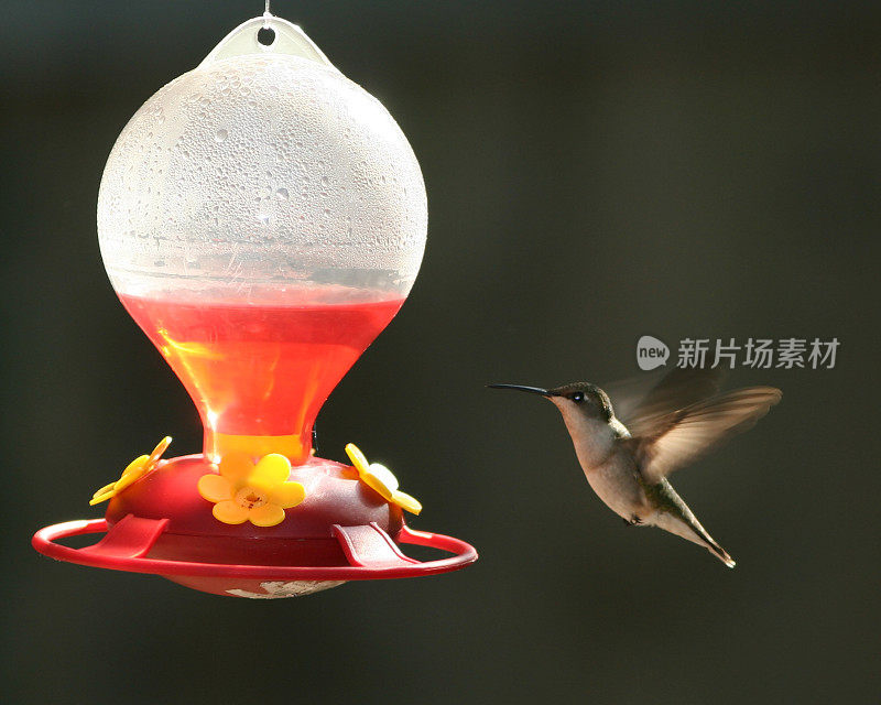 喂食器里的蜂鸟