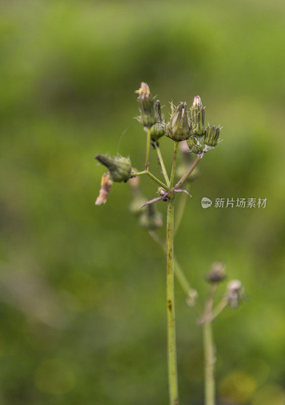 孤立的蒲公英