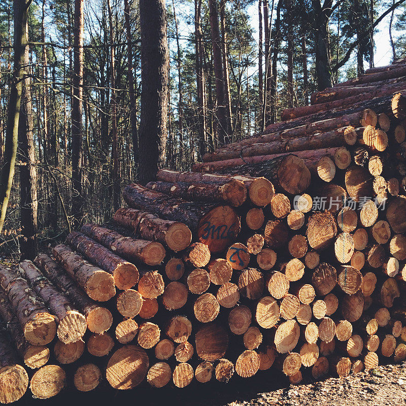森林中的一堆木头