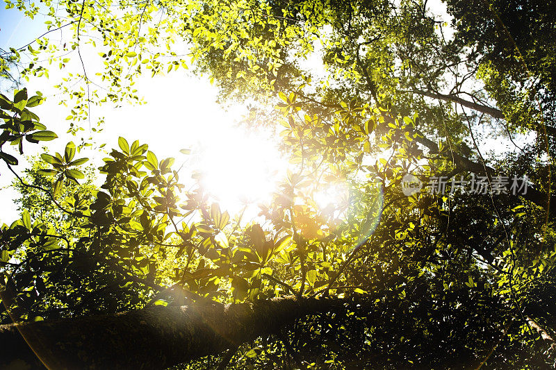 森林树冠与镜头从太阳耀斑。