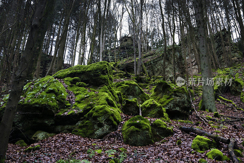 小瑞士穆勒瑟尔森林岩石上的苔藓