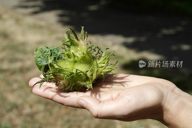 土耳其榛果，绿色，粘在手掌上的一簇