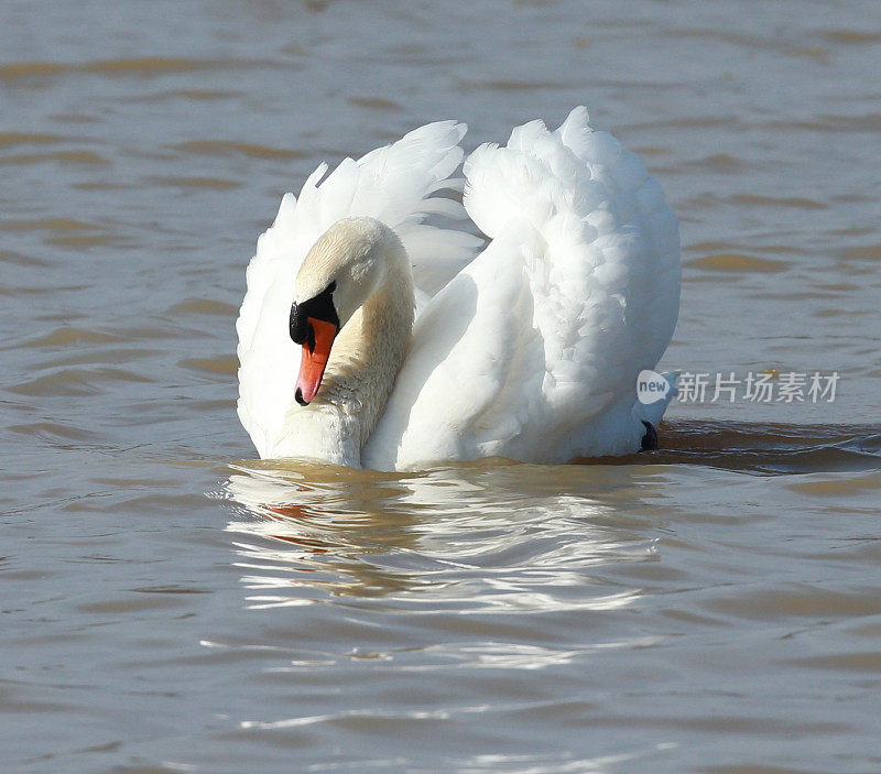 疣鼻天鹅