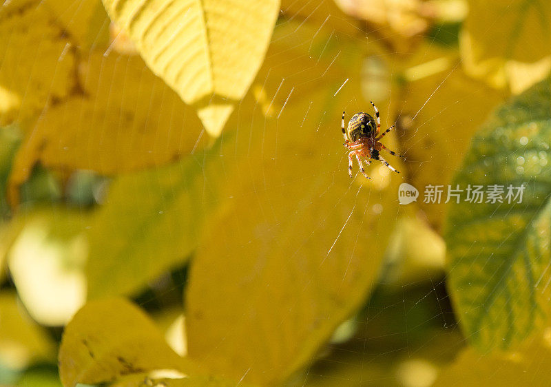 白色十字的蜘蛛