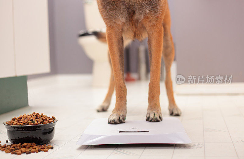 一只狗的脚站在秤上，旁边放着一个食物碗