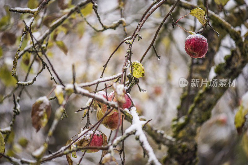 雪树上的红苹果