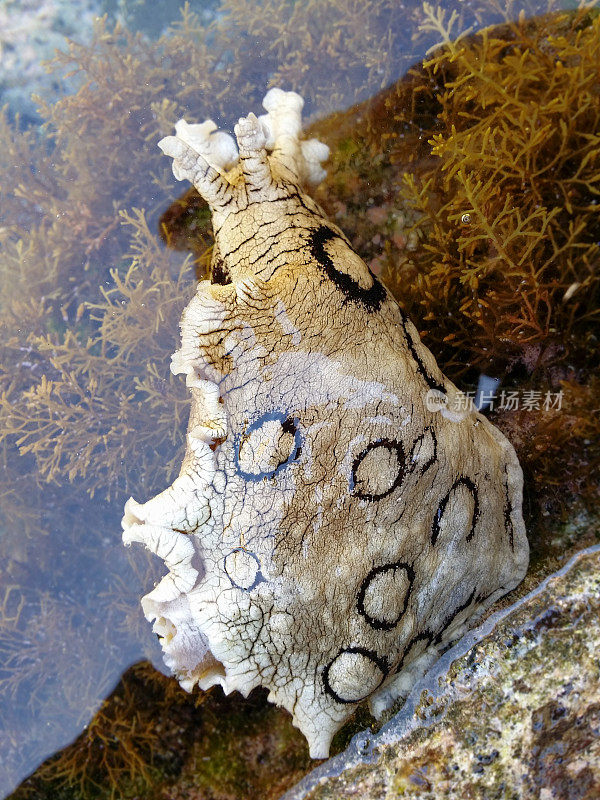 海耳蜗-南特内里费