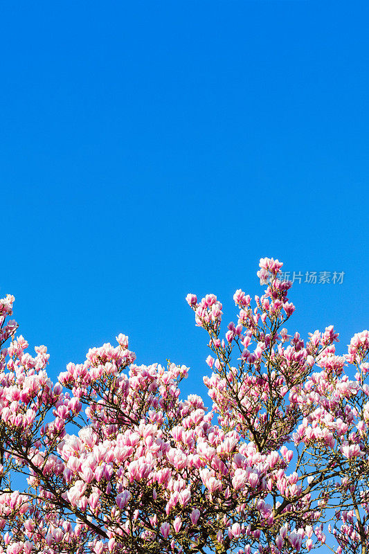 春天，蓝天映衬着玉兰花树