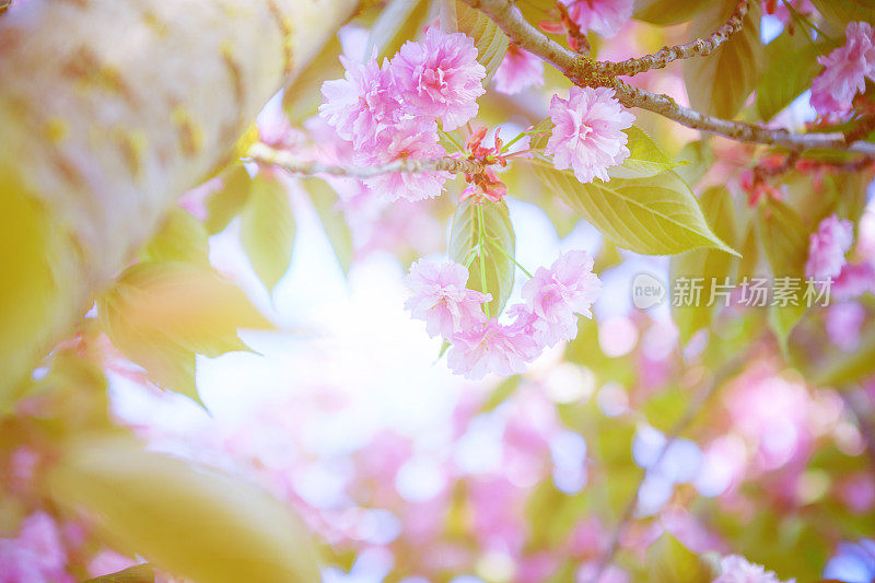 樱花，樱花