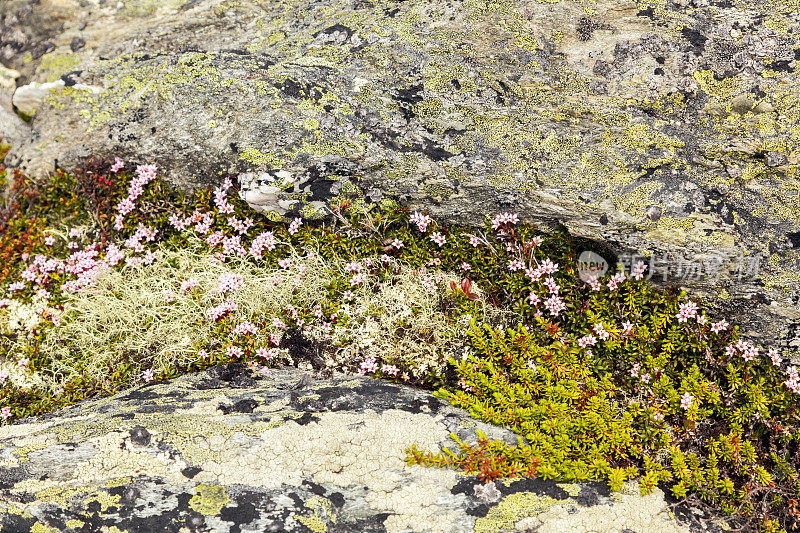挪威植物与山花和石南的特写。