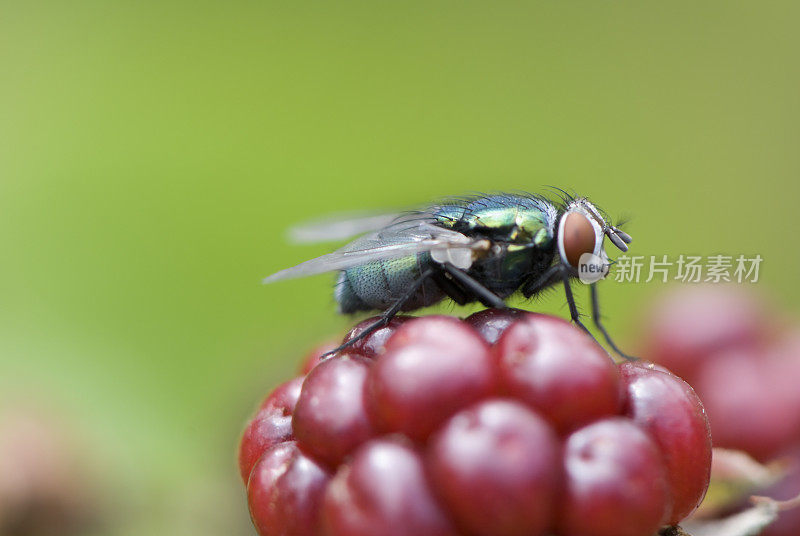 飞宏，特写，复制空间