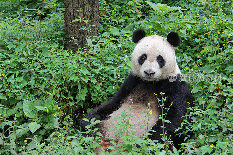 熊猫直视镜头——中国