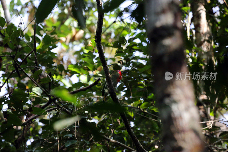 印度尼西亚:坎巴斯的红胡子蜂虎