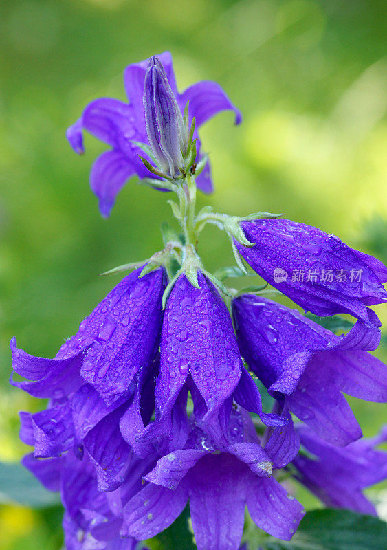 风铃花带着雨滴