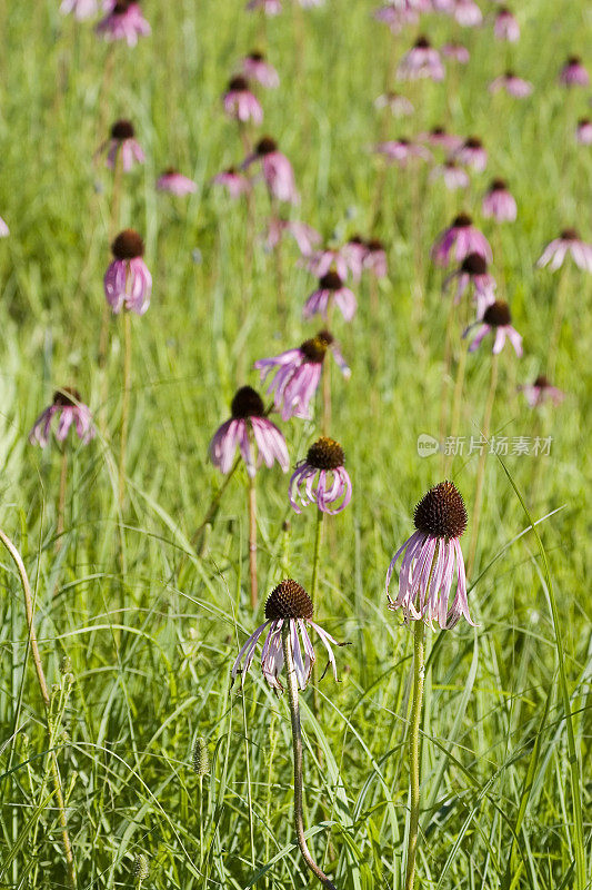 野生紫松果菊