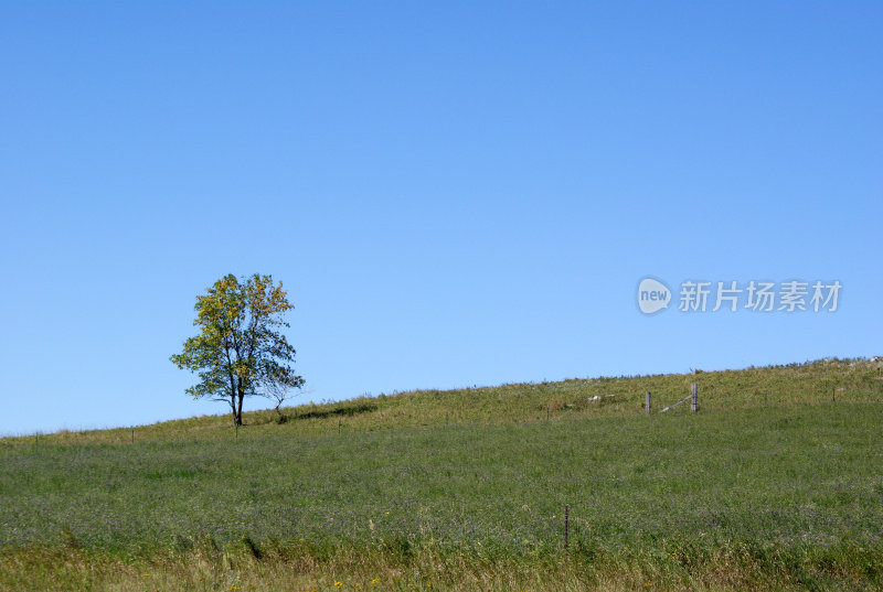山坡上的一棵孤树