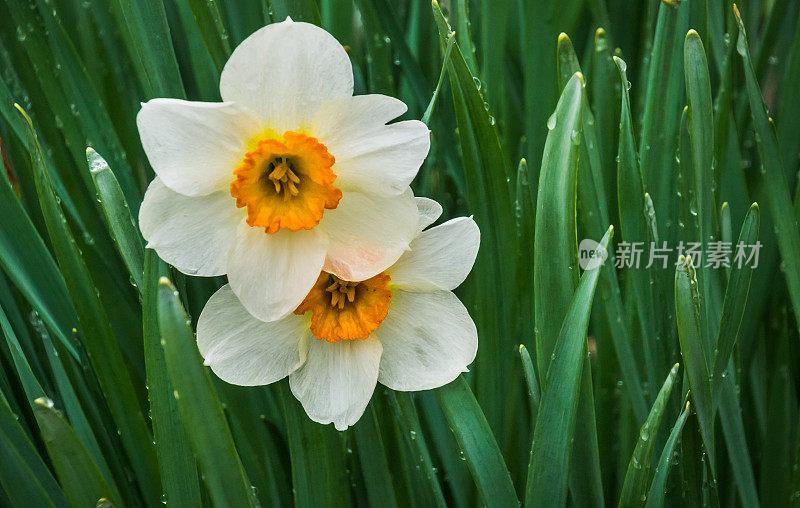 水仙花的双胞胎