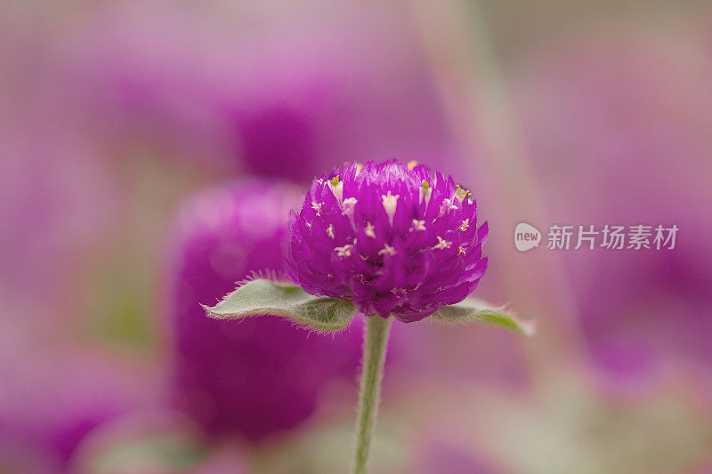 花浸-紫色的花闭合;选择聚焦;浅景深