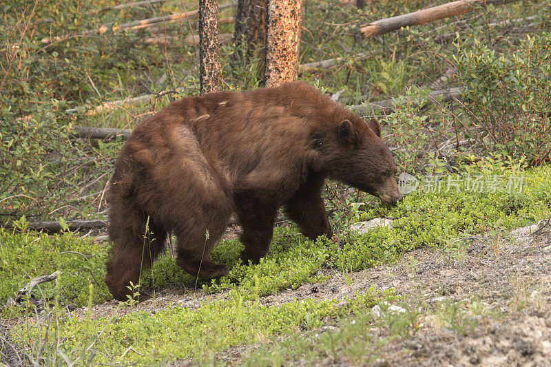 肉桂黑熊散步森林贾斯珀国家公园阿尔伯塔