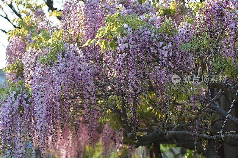 日本紫藤花