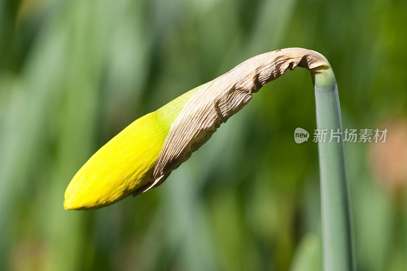 水仙花开