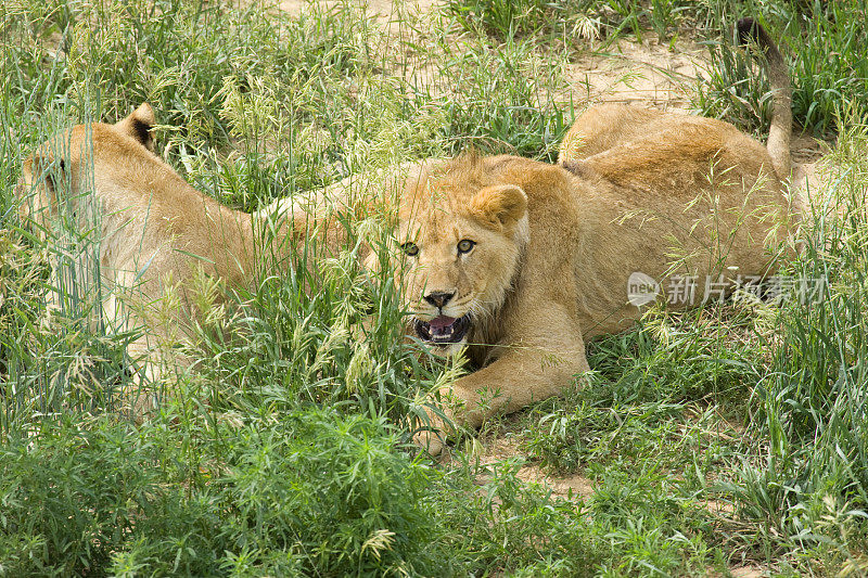 狮子以攻击性的姿势注视着镜头