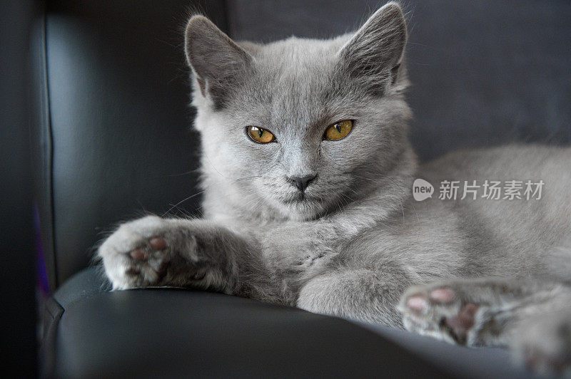 四个月大的查特鲁猫从椅子上看