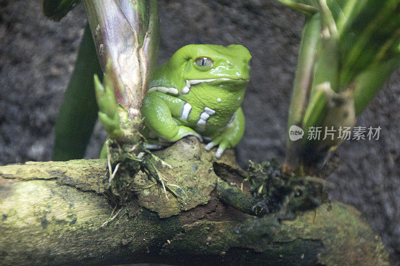 蜡猴树蛙