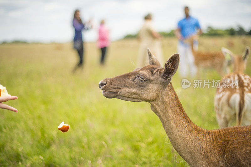 用手喂鹿吃苹果