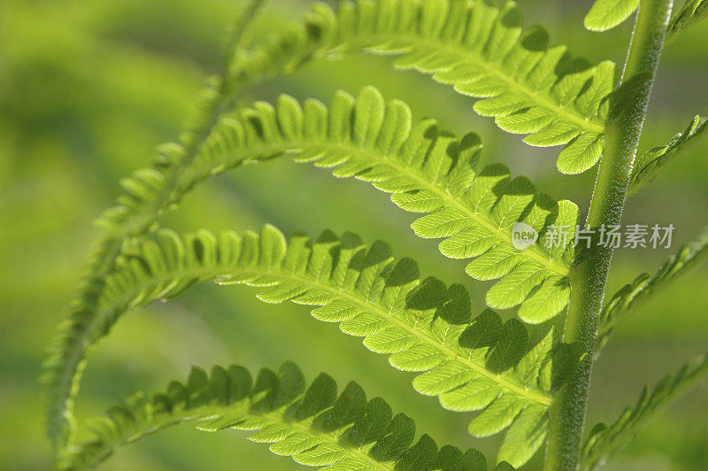 蕨类植物的叶子