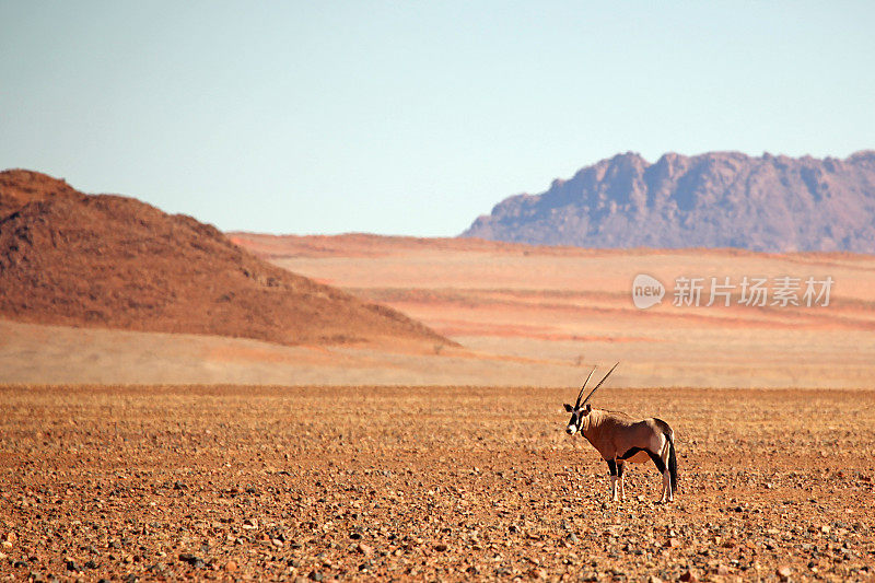 羚羊或大羚羊独自行走在干燥的纳米比亚沙漠景观