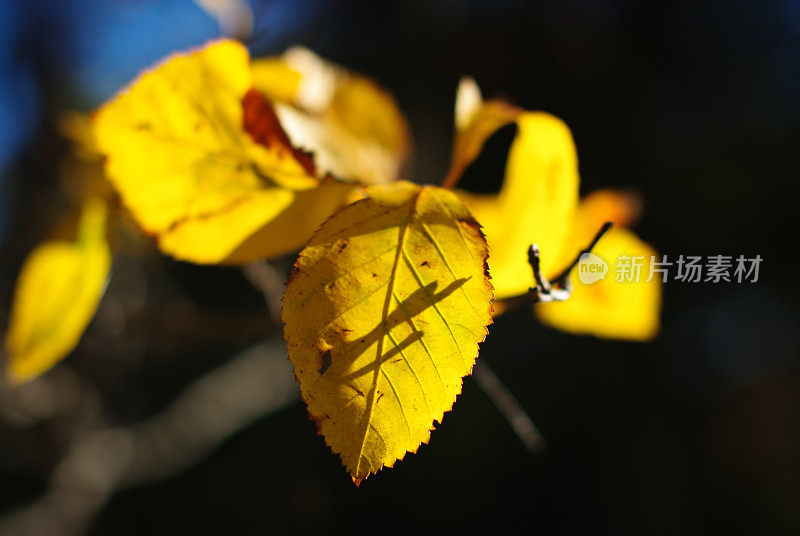 秋叶上的微光模糊了背景