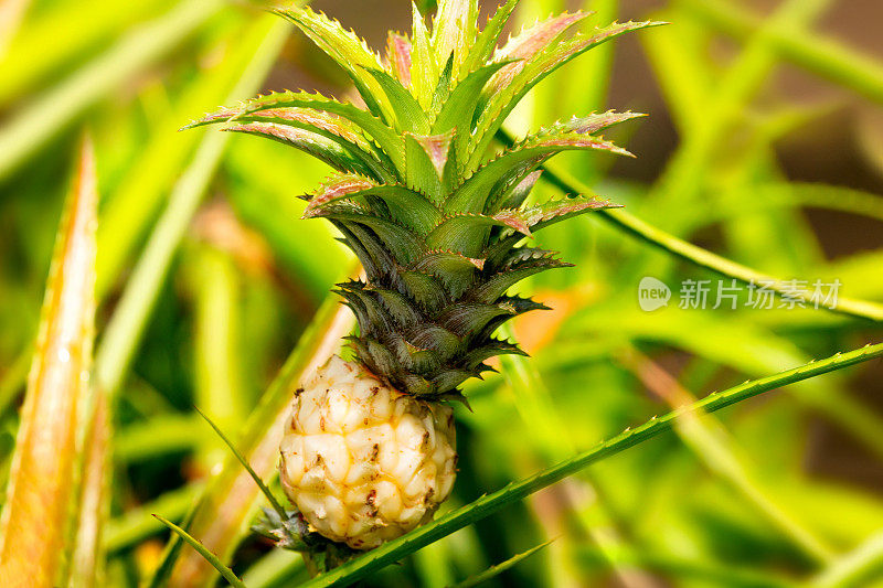 装饰植物菠萝