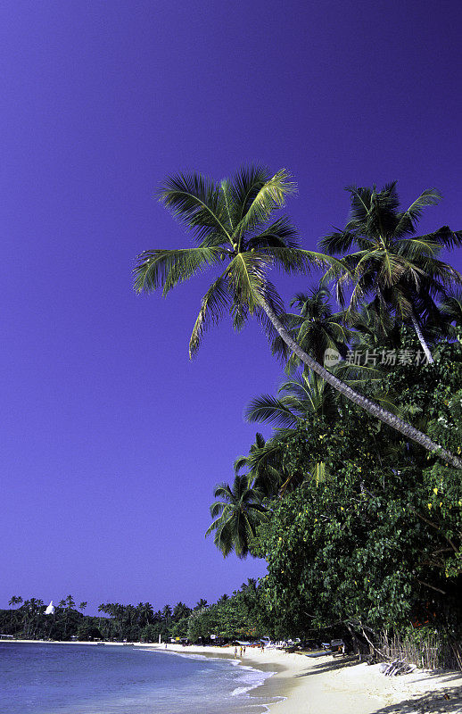 斯里兰卡，乌纳瓦图纳，海滩和椰子树。