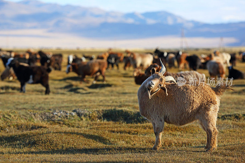 草地上的一群山羊和绵羊