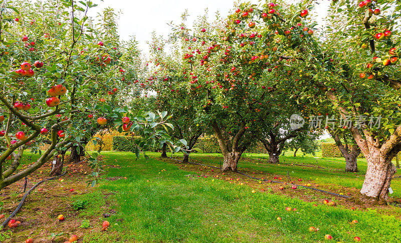 秋天果园里树上的苹果
