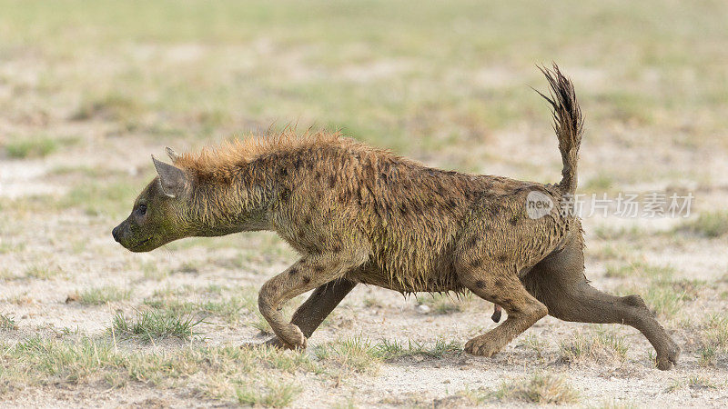 肯尼亚安博塞利的斑点鬣狗