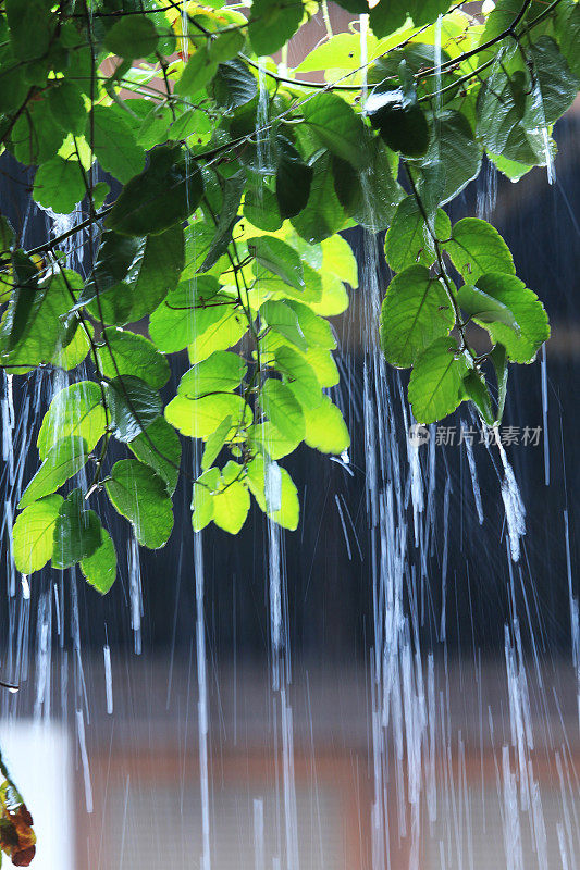 大雨淹没了树木