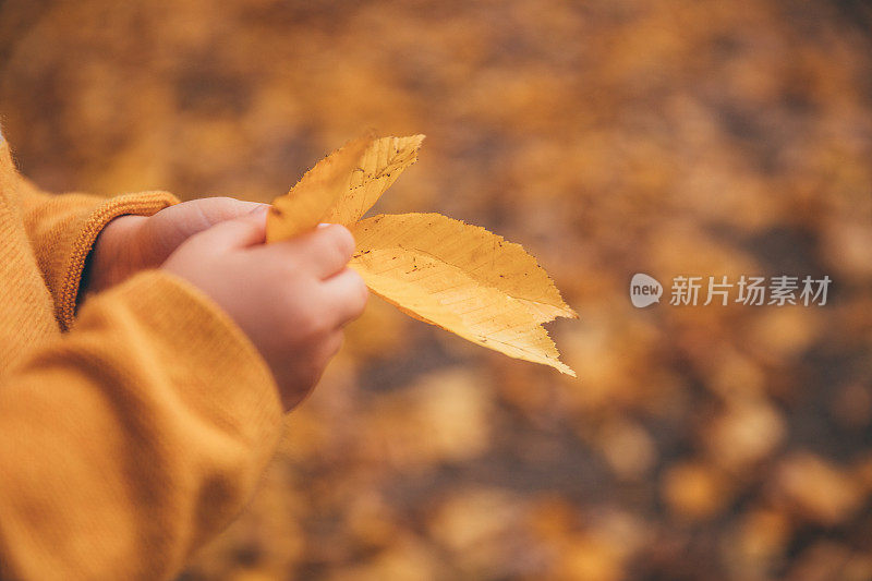 男孩在秋叶飘落的大自然中