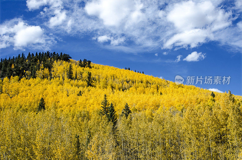 科罗拉多落基山脉的白杨