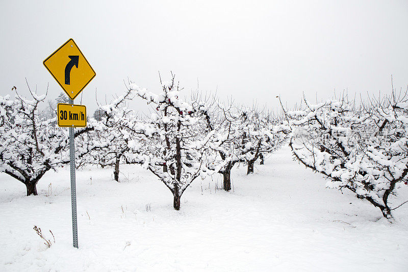 奥肯那根谷冬雪苹果树园