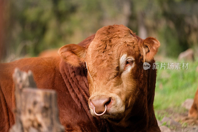 棕色的奶牛在田野里休息