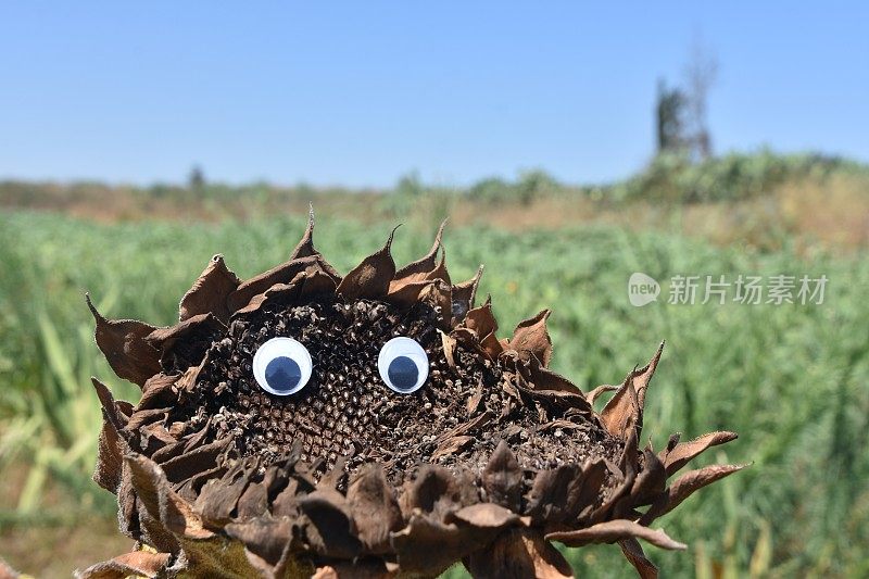 一株长着眼睛的干向日葵