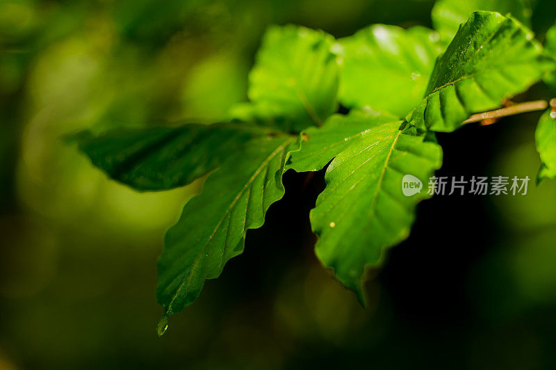 雨后不久橡树叶的特写